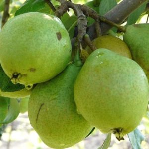 Груша Заоблачная