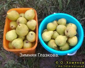 Груша Зимняя Глазкова