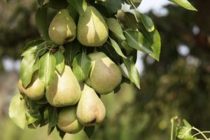 Груша Зимняя кубаревидная