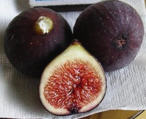 Инжир Лардаро