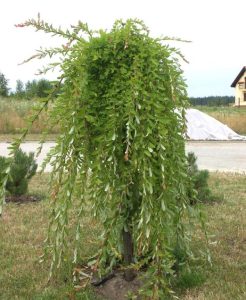 Ива Пендула