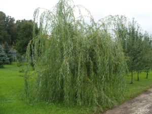 Ива Плакучий Гном
