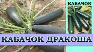 Кабачок Дракоша