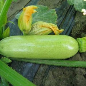 Кабачок Камили