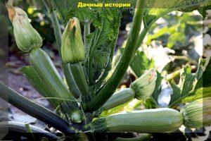 Кабачок Кора