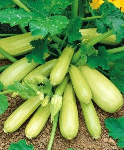 Кабачок Кустовой