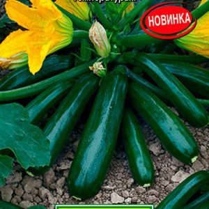 Кабачок Спрут