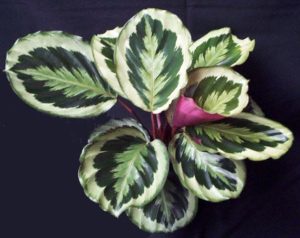 Калатея Марион