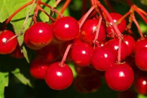 Калина Майская сладкая