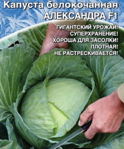 Капуста Александра
