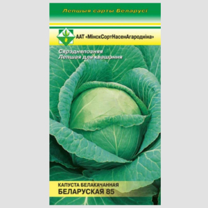 Капуста Белорусская 85