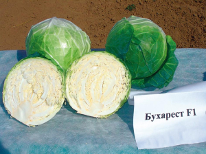 Капуста Бухарест