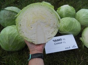 Капуста Чамп