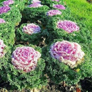 Капуста декоративная Северная роза