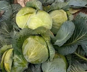 Капуста Коронет