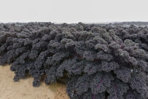 Капуста листовая Малиновка