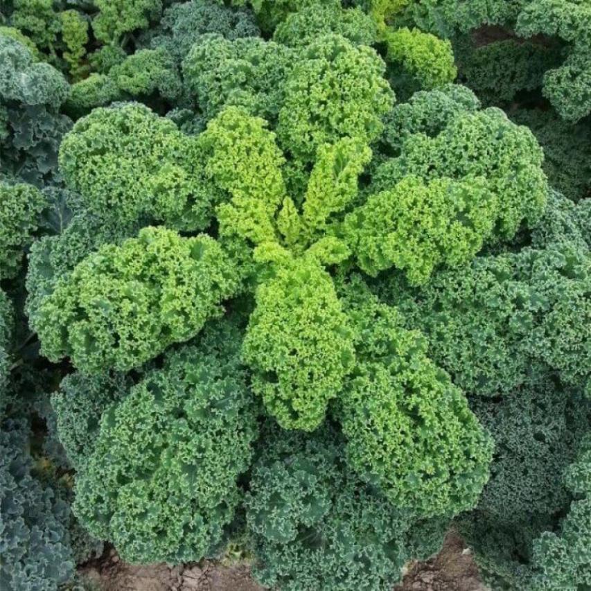 Капуста листовая Зеленое кружево
