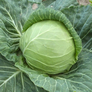 Капуста Нозоми