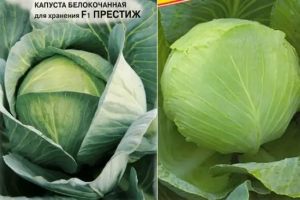Капуста Престиж