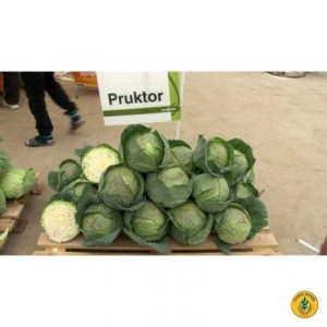Капуста Пруктор