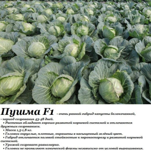 Капуста Пушма