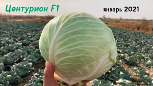 Капуста Центурион
