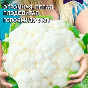 Капуста цветная Снежная Баба