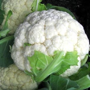 Капуста цветная Уайт Эксел