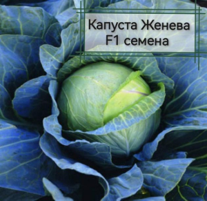 Капуста Женева
