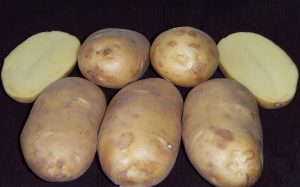 Картофель Чароит