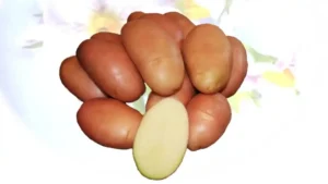 Картофель Фаворит