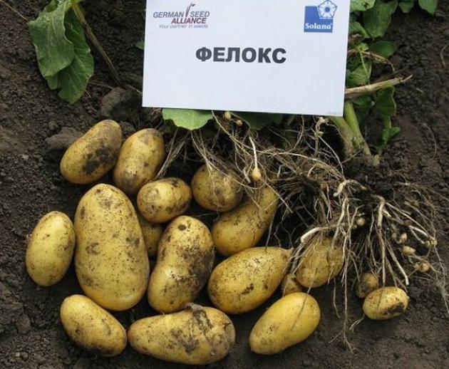 Картофель Фелокс
