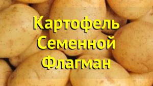 Картофель Флагман