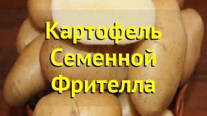 Картофель Фрителла