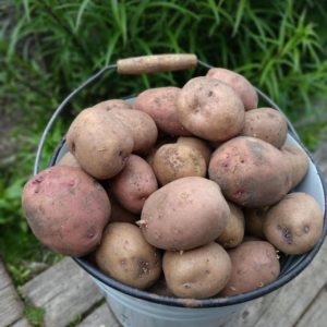 Картофель Холмогорский