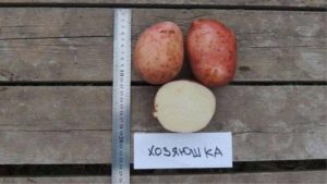 Картофель Хозяюшка