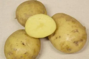 Картофель Шанс
