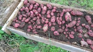 Картофель Шарвари Пирошка