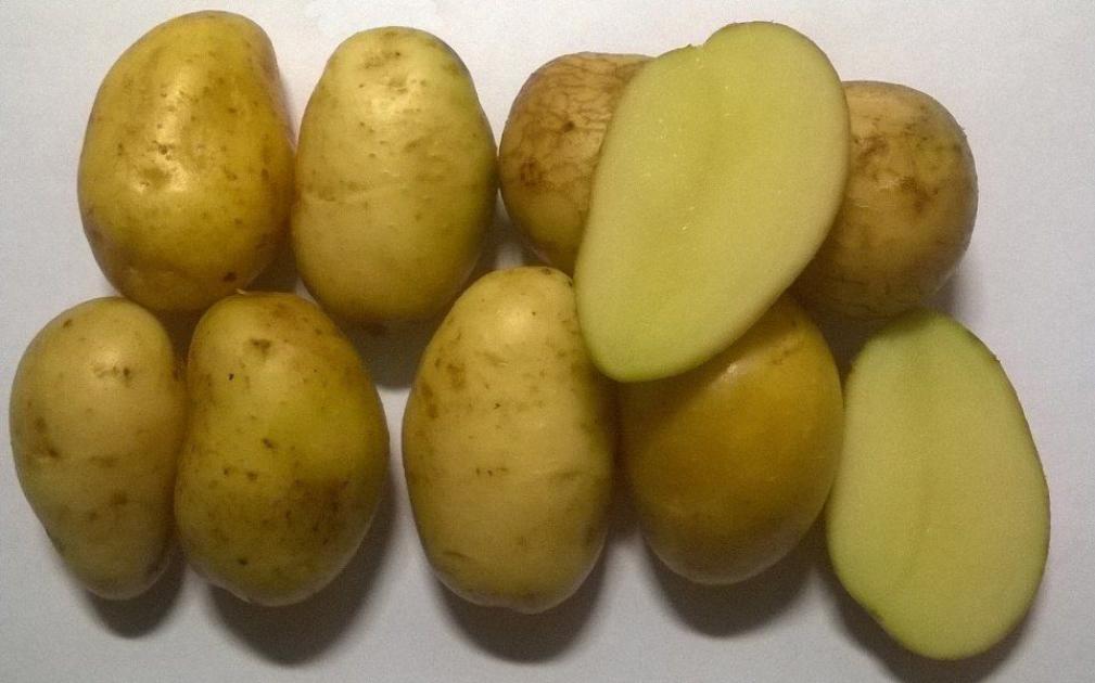 Картофель Удача