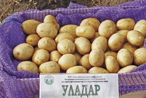 Картофель Уладар