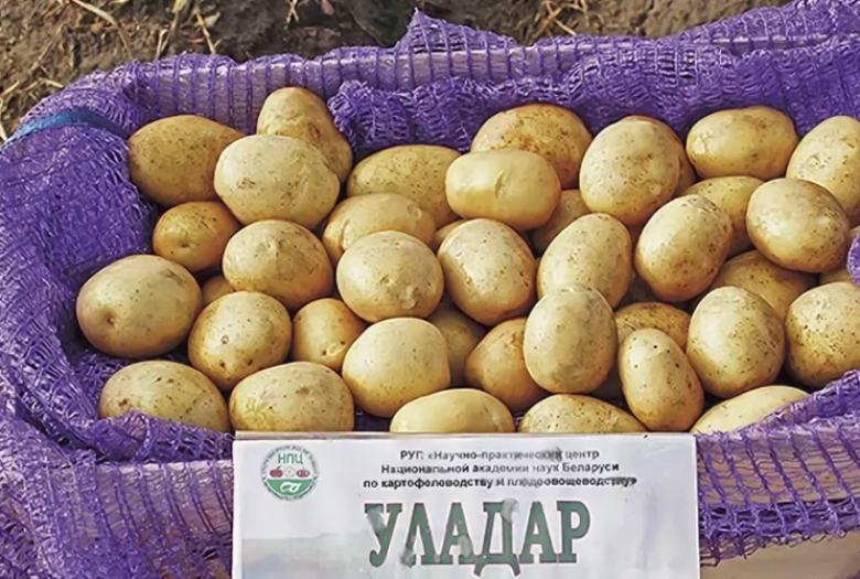 Картофель Уладар