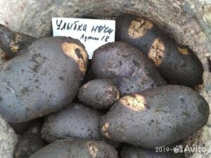 Картофель Улыбка ночи