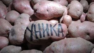 Картофель Уника