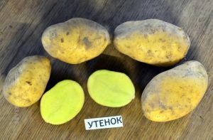 Картофель Утенок