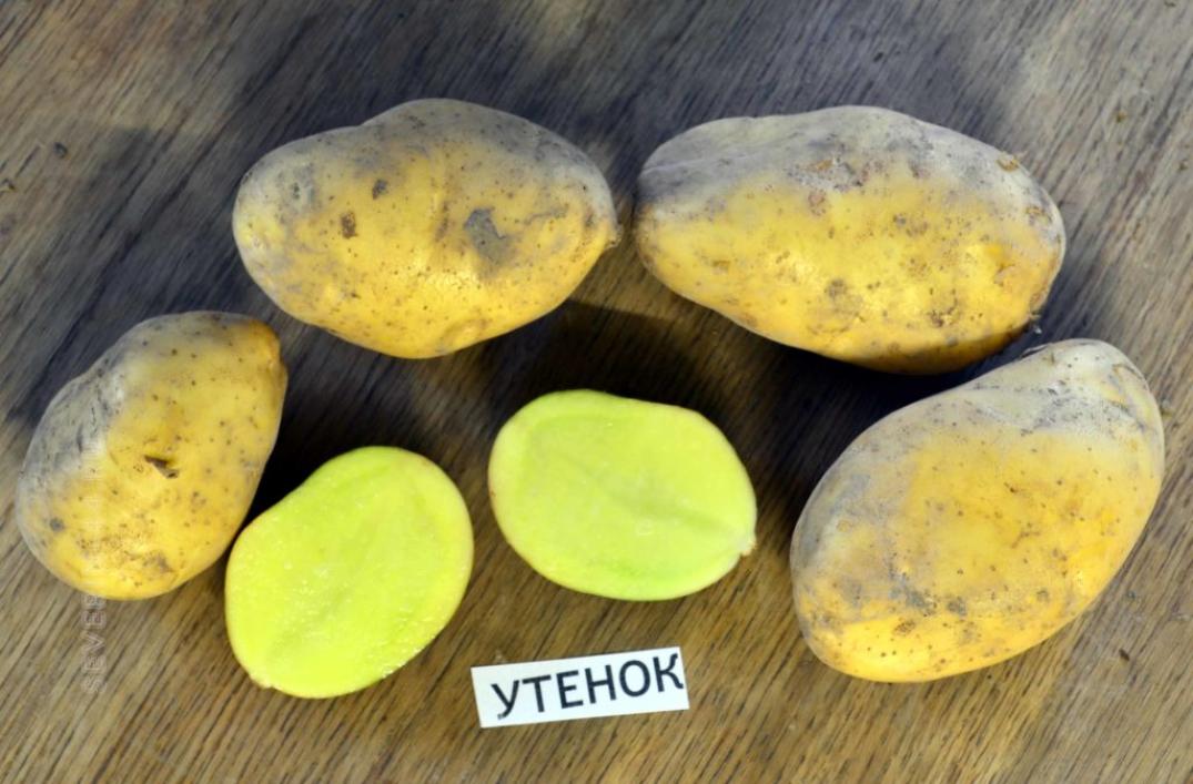 Картофель Утенок