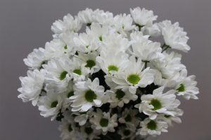 Хризантема Чик (Шик)