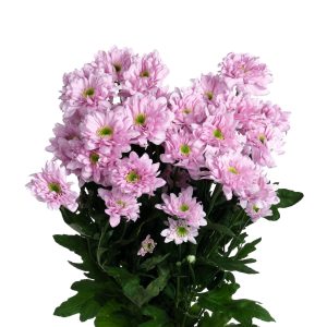 Хризантема Фианна