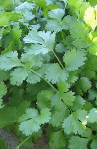 Кинза (кориандр) Стимул