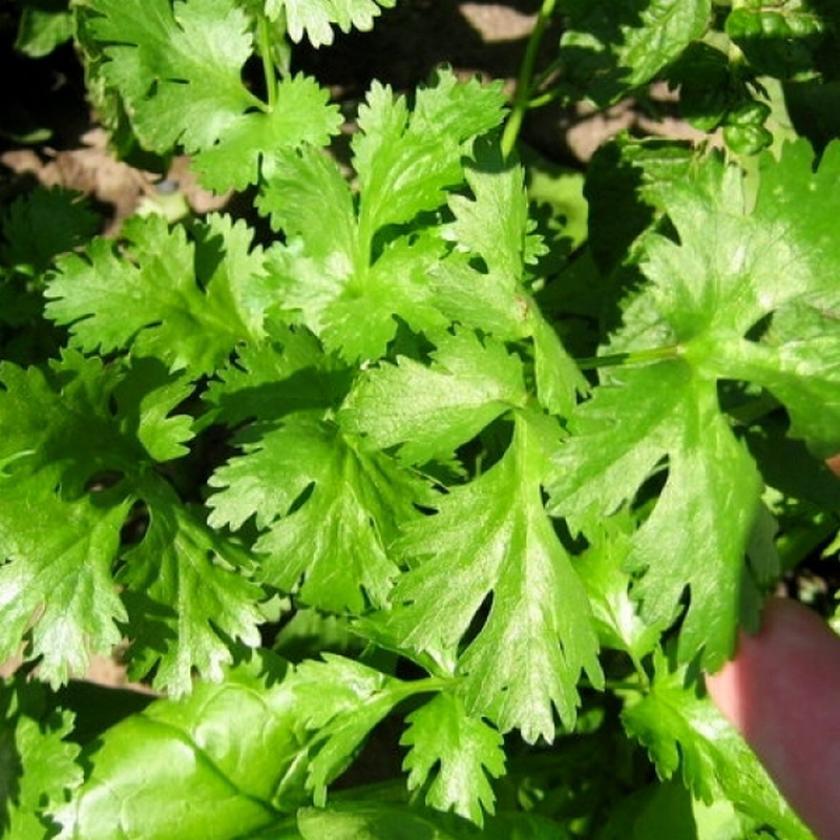 Кинза (кориандр) Янтарь