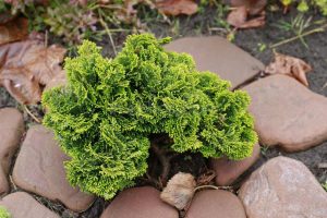 Кипарисовик Пигмея